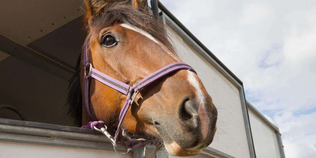 Condor Ferries Freight - horses